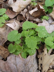 Lamium purpureum