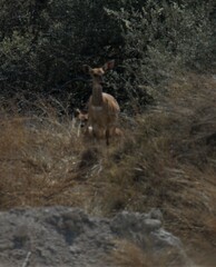 Tragelaphus sylvaticus