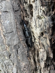 Serrognathus titanus platymelus