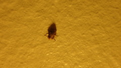 Clastoptera obtusa