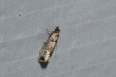 Notocelia culminana