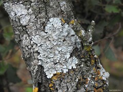 Parmelina tiliacea