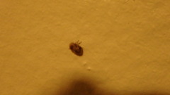 Clastoptera obtusa