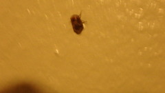Clastoptera obtusa