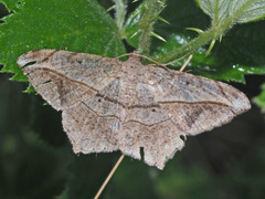 Chiasmia simplicilinea