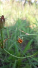 Tulbaghia