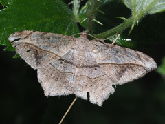 Chiasmia simplicilinea