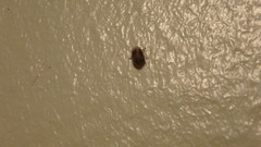 Clastoptera obtusa