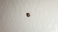 Clastoptera obtusa