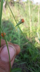 Tulbaghia
