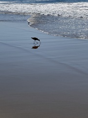 Limosa fedoa