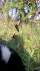Tulbaghia