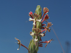 Zaluzianskya microsiphon