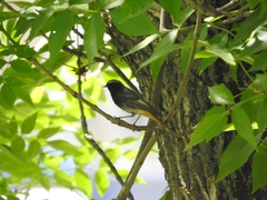 Phoenicurus ochruros