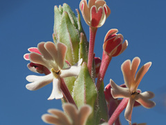 Zaluzianskya microsiphon