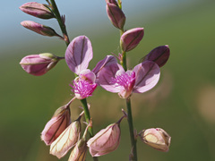 Polygala hottentotta