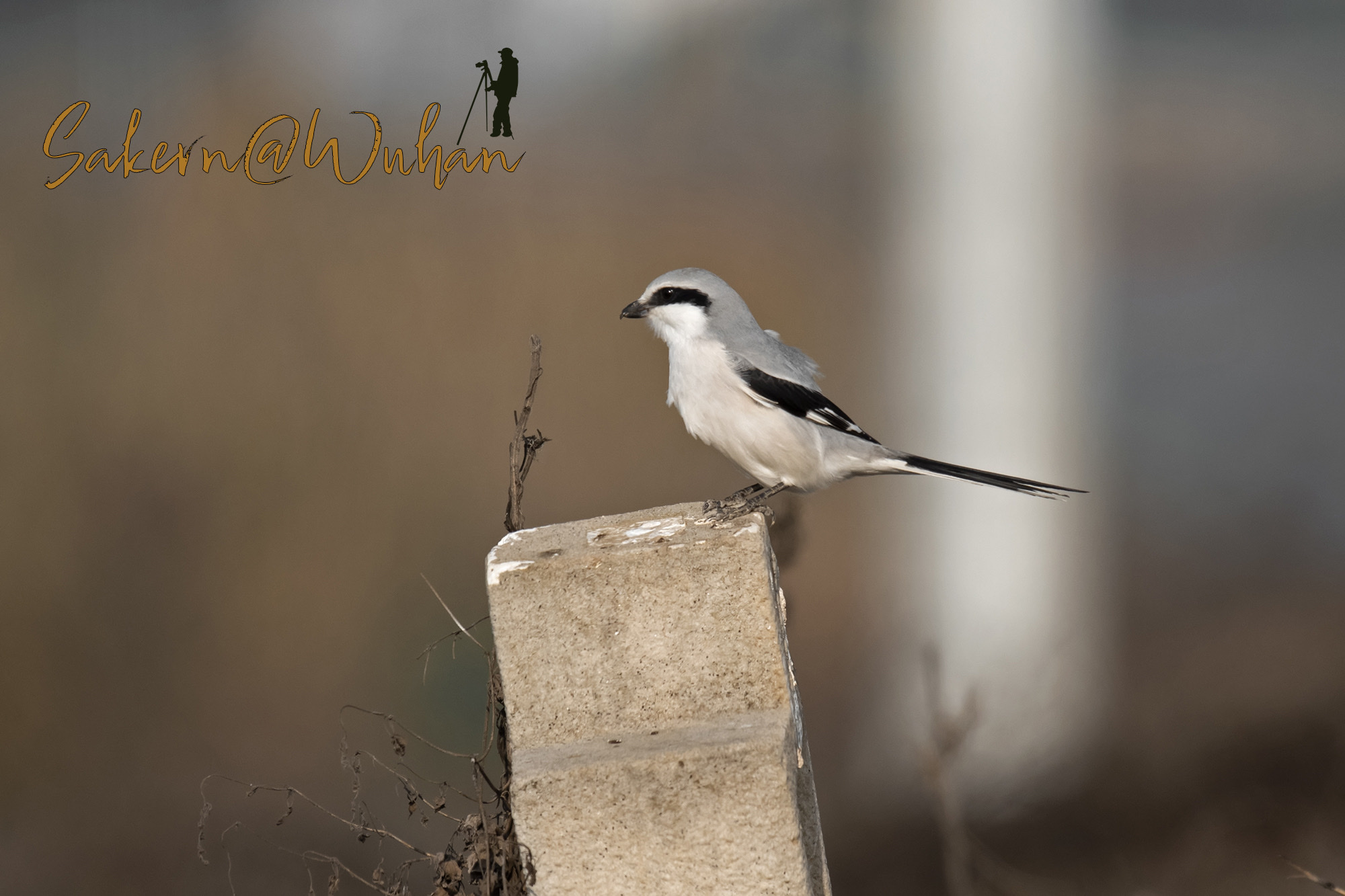 Chinese Grey Shrike