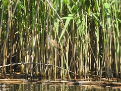 Acrocephalus arundinaceus