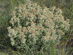 Helichrysum spiralepis