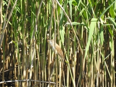 Acrocephalus arundinaceus