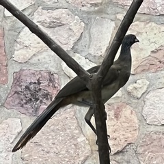 Ortalis poliocephala