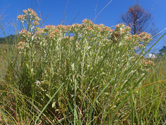 Helichrysum spiralepis