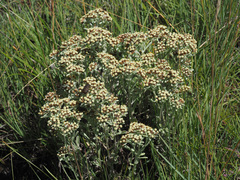 Helichrysum spiralepis