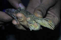Thecadactylus rapicauda