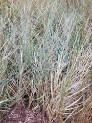 Distichlis spicata