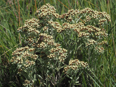 Helichrysum spiralepis