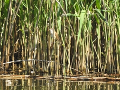 Acrocephalus arundinaceus