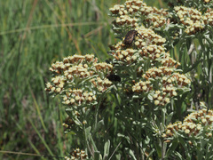 Helichrysum spiralepis