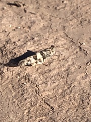 Trimerotropis pallidipennis