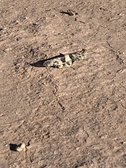 Trimerotropis pallidipennis