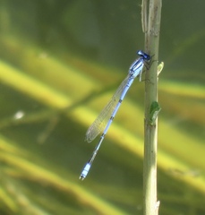 Enallagma semicirculare