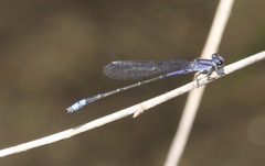 Enallagma novaehispaniae