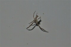 Uloborus walckenaerius