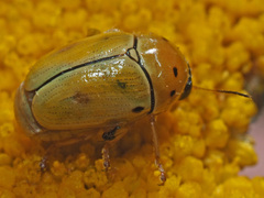 Cryptocephalus decemnotatus