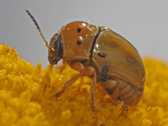 Cryptocephalus decemnotatus