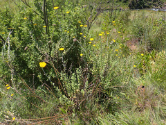 Helichrysum umbraculigerum