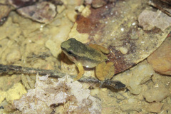 Mannophryne trinitatis