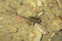 Mannophryne trinitatis