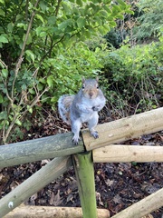 Sciurus carolinensis