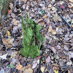 Cladonia digitata