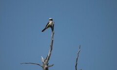 Eurocephalus anguitimens