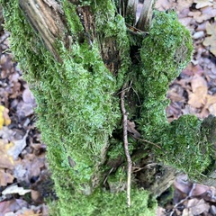 Cladonia digitata