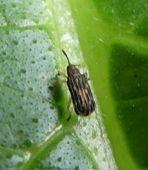 Sumitrosis inaequalis