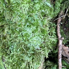 Cladonia digitata