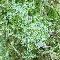 Cladonia digitata