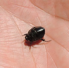 Anomala dubia